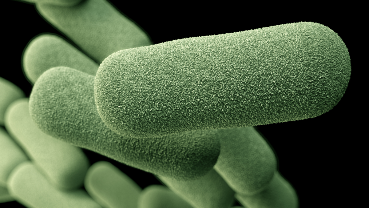 HIB microscopic image