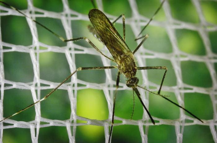 Picture of JE - Mosquito located in Asia and the Western Pacific