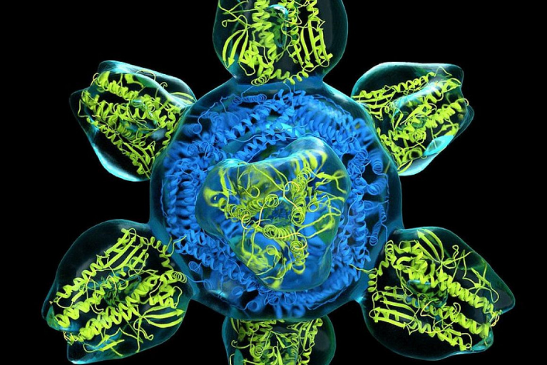 NIH prototype for universal flu vaccine