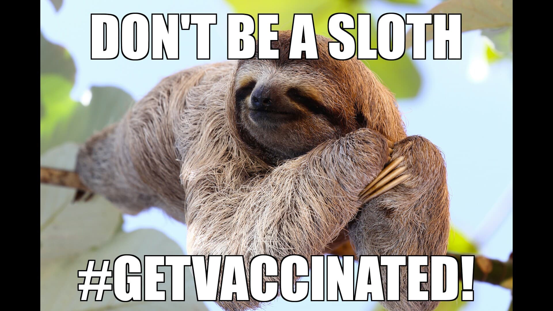 Sloth Photo Meme