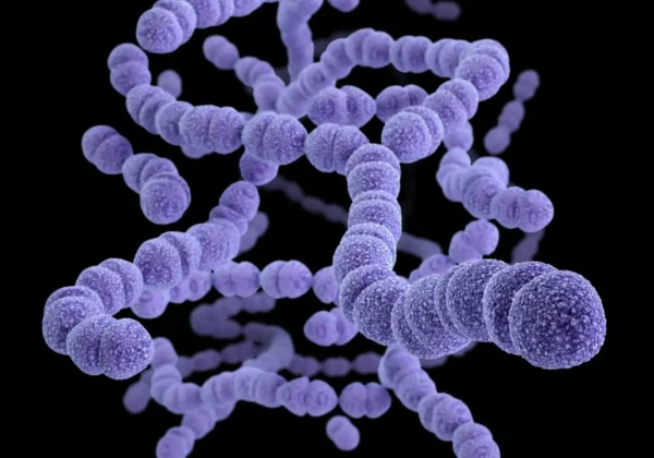 Pneumococcal Disease Scaled