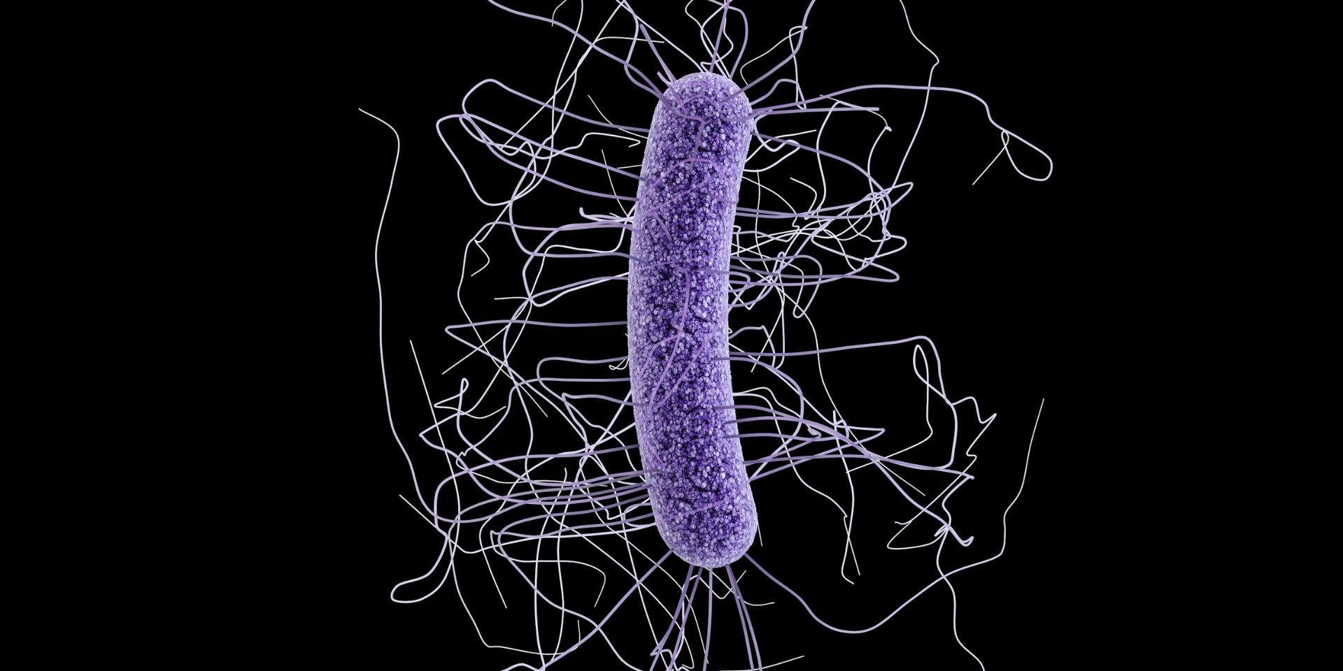 Microscopic image of c. diff bacterium