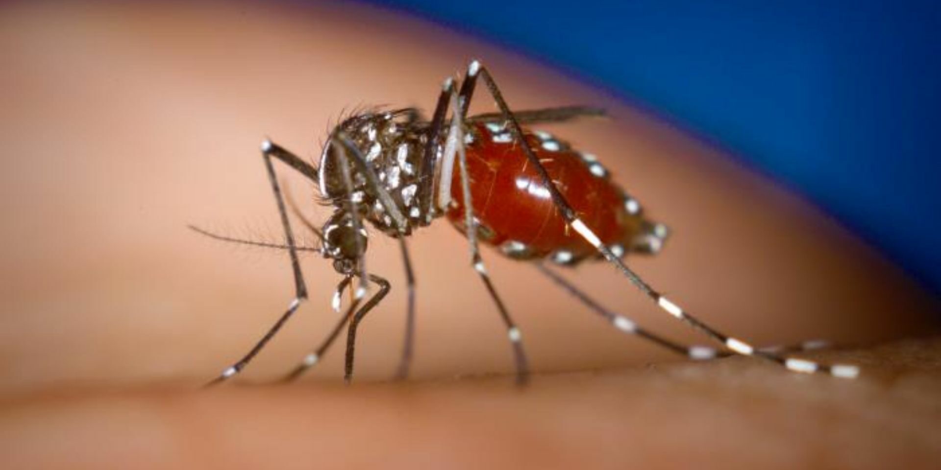 A mosquito bites a person