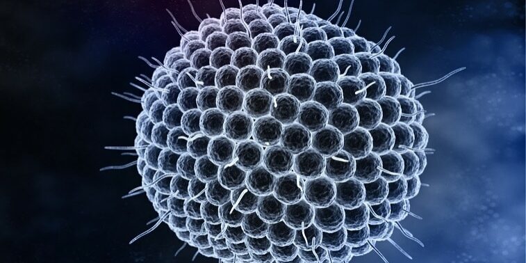 Varicella zoster virus Render of Chickenpox Shingles Varicella Zoster