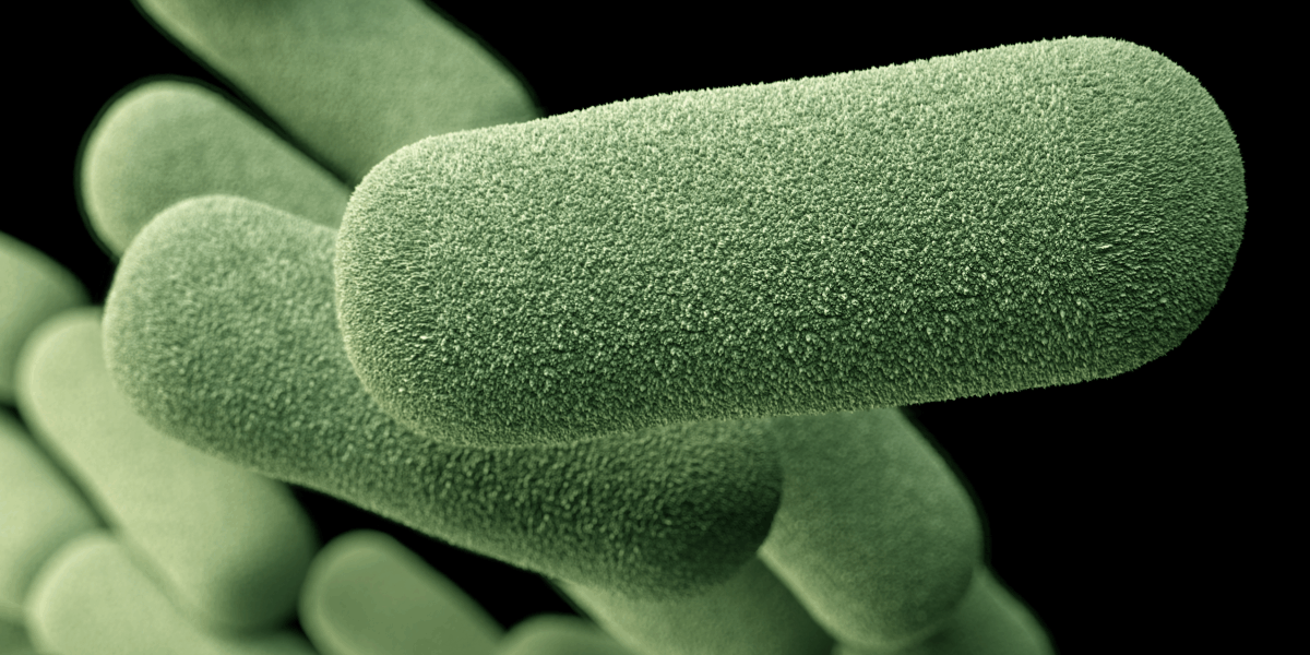 HIB Imagen microscópica de HIB