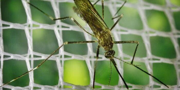 Picture of JE - Mosquito located in Asia and the Western Pacific