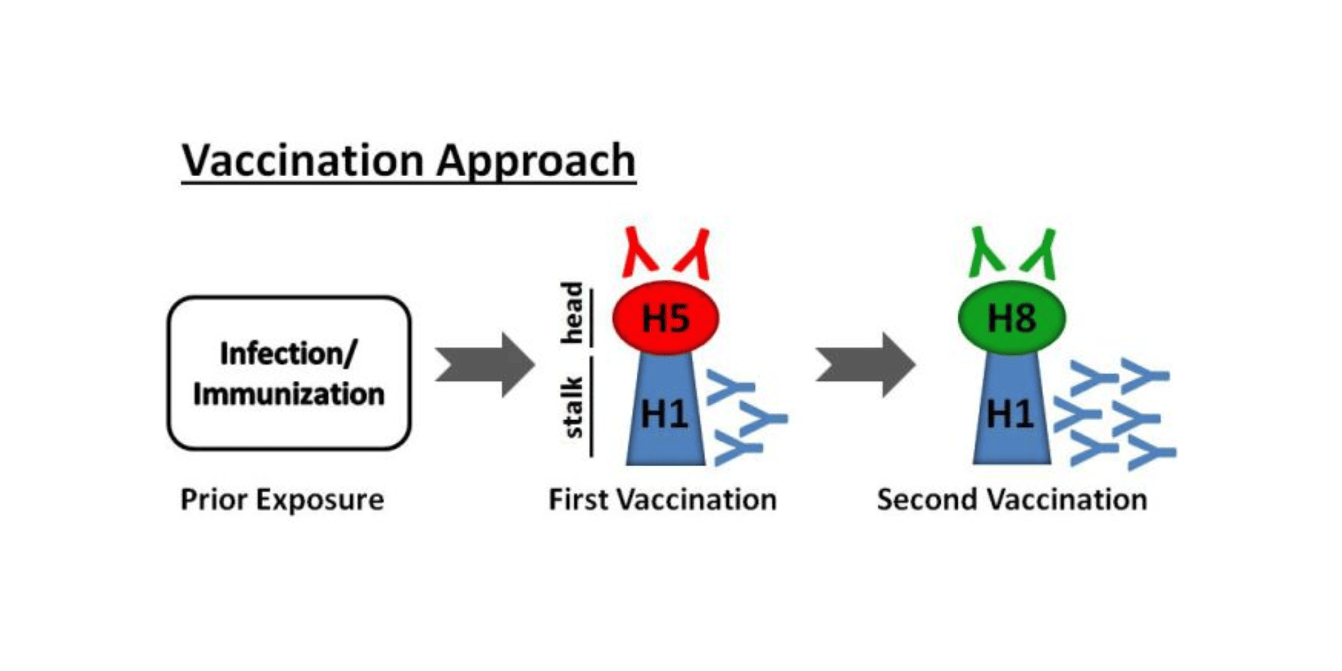 Vaccination Approach